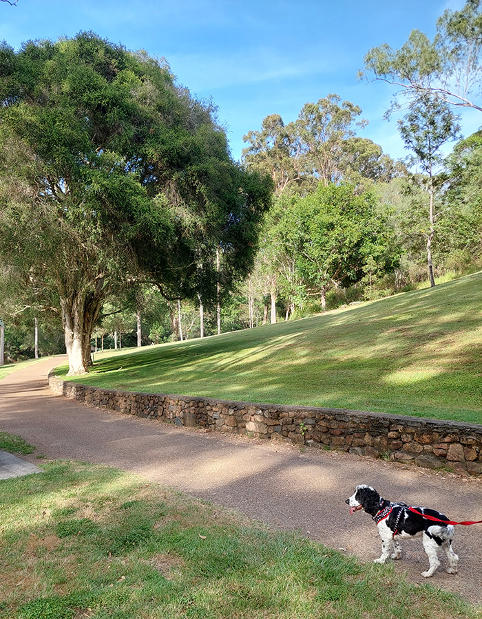 Dog Friendly walks Brisbane