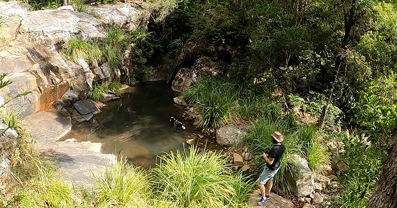 Dog friendly walks Brisbane